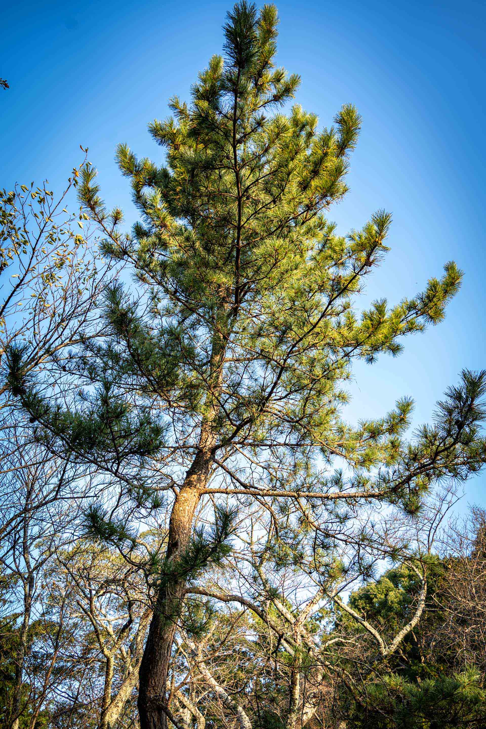 コロンビア・メデジン不動産投資ガイド｜デジタルノマドの聖地で7%超の利回り