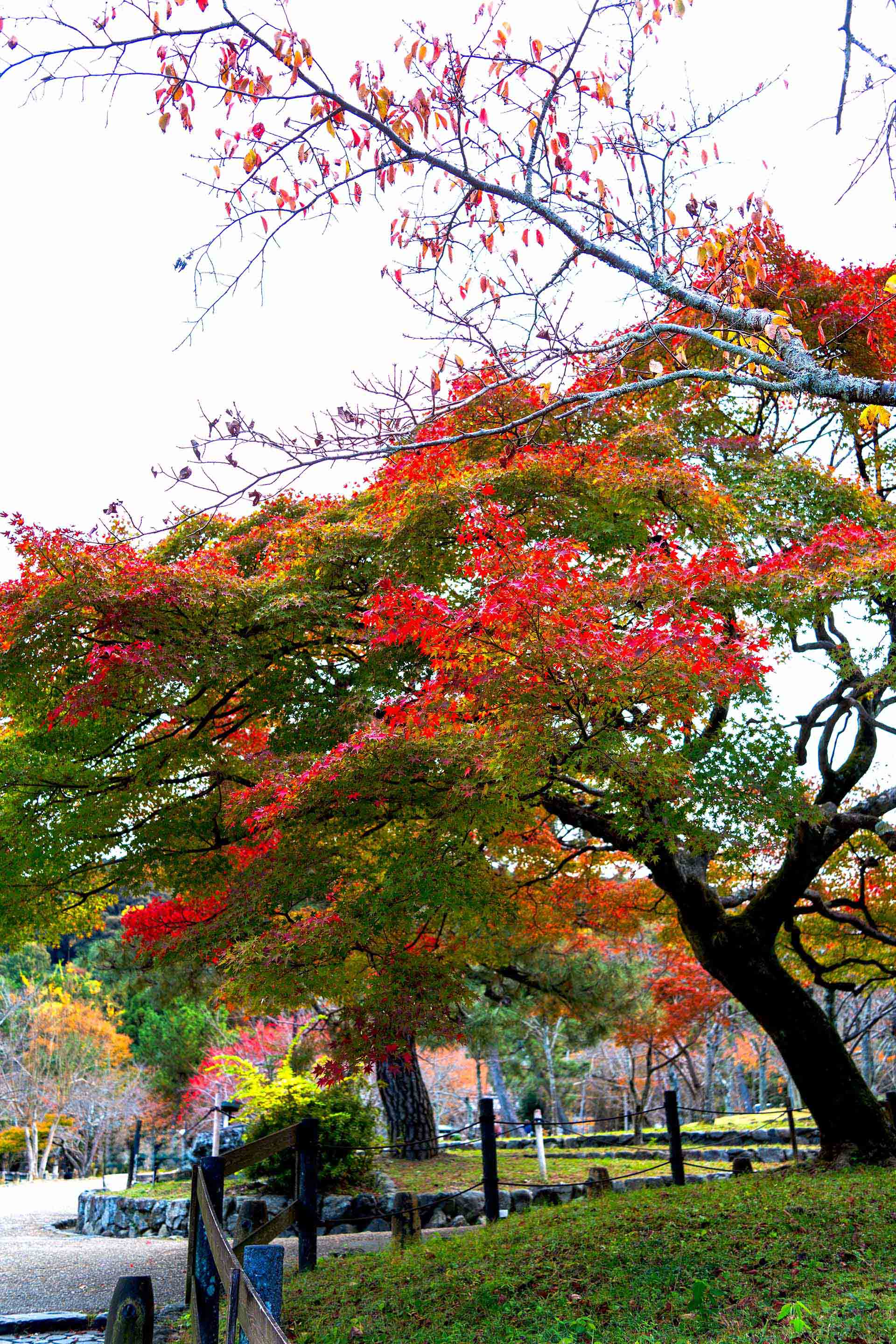 デンマーク不動産投資ガイド｜コペンハーゲンの外国人規制と5年ルール